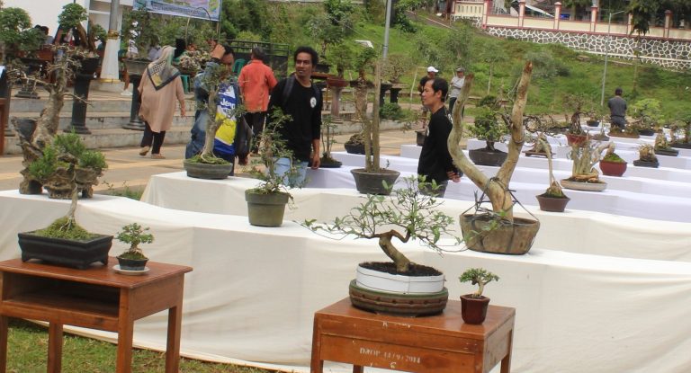 Kopdar Bonsai Lintas Komunitas di Alun-alun Kalongan, Menggalang Pengrajin dan Penggemar Bonsai di Wilayah Ungaran Timur