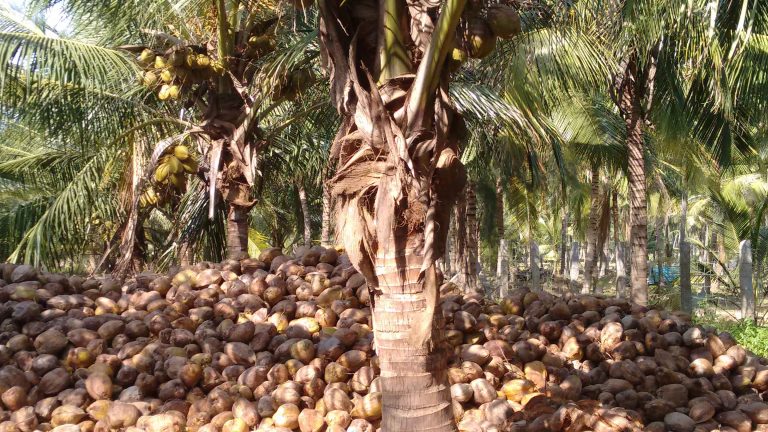 Kelapa Menjadi Komoditas Andalan Perekonomian Masyarakat di Kabupaten Indragiri Hilir (INHIL) Provinsi Riau