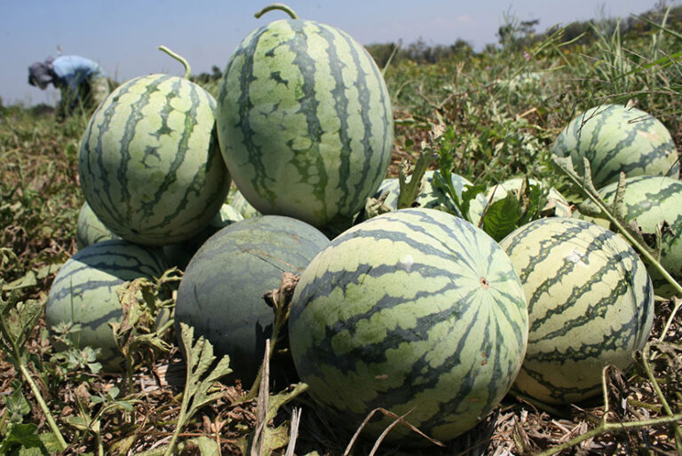 Setelah Dilakukan Esperimen ke 25 Orang, Hasil Penelitian Inilah Manfaat Buah Semangka